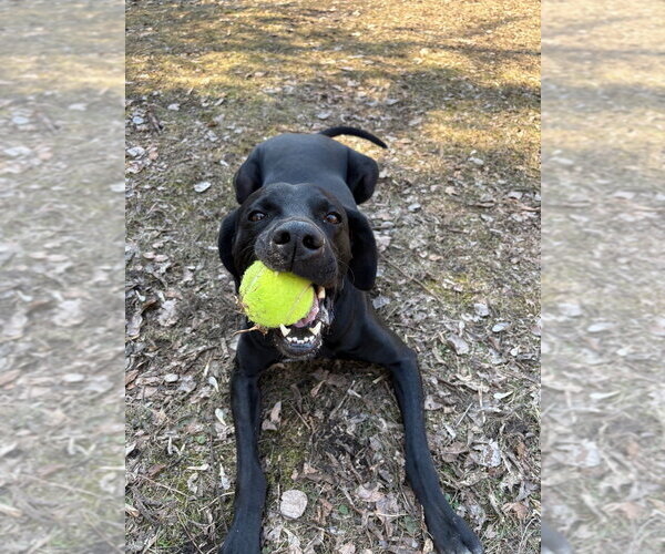 Medium Photo #6 Labrador Retriever-Unknown Mix Puppy For Sale in Minneapolis, MN, USA