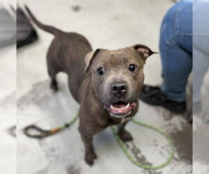 Mutt Dogs for adoption in Stockton, CA, USA