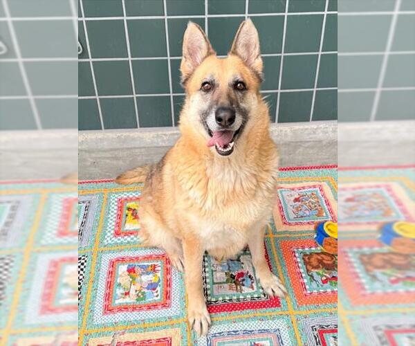 Medium Photo #2 German Shepherd Dog Puppy For Sale in Rancho Cucamonga, CA, USA