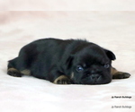 Small Photo #32 French Bulldog Puppy For Sale in WINNSBORO, TX, USA