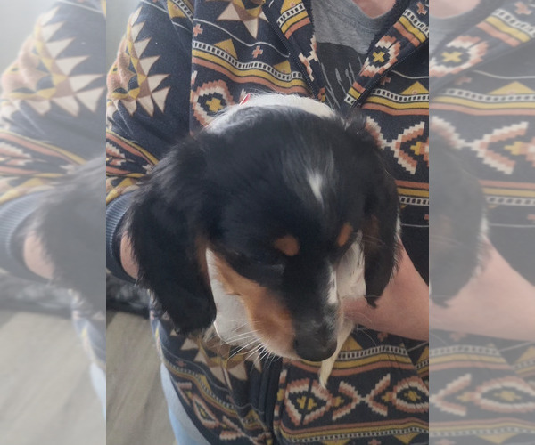 Medium Photo #13 Dachshund Puppy For Sale in DALTON, MN, USA