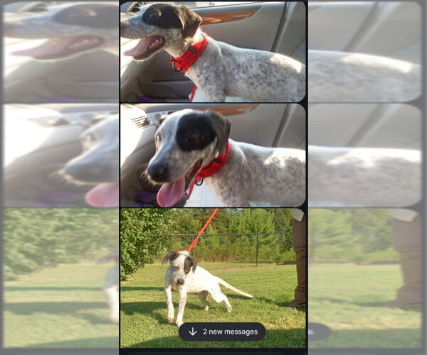 Medium Photo #2 Pointer-Unknown Mix Puppy For Sale in Winston Salem, NC, USA