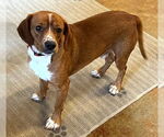 Small #6 Beagle Mix