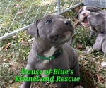 Small Photo #5 American Pit Bull Terrier Puppy For Sale in DELAWARE, OH, USA