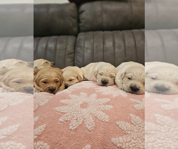 Medium Photo #5 Golden Retriever Puppy For Sale in ELVERTA, CA, USA