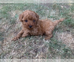 Poodle (Toy) Puppy for sale in GRESHAM, OR, USA