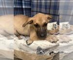 Small German Shepherd Dog