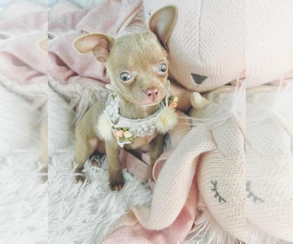 Medium Photo #5 Chihuahua Puppy For Sale in AVONDALE EST, GA, USA