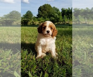 Cavapoo Puppy for sale in DICKSON, TN, USA