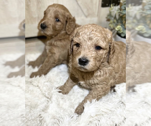 Goldendoodle Puppy for Sale in VACAVILLE, California USA