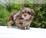 Small #11 ShihPoo