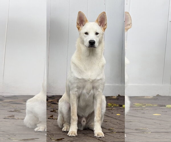Medium Photo #4 Unknown-white german shepherd Mix Puppy For Sale in Hoffman Estates, IL, USA