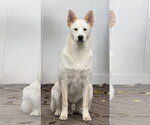 Small Photo #4 Unknown-white german shepherd Mix Puppy For Sale in Hoffman Estates, IL, USA