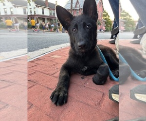 German Shepherd Dog Puppy for sale in NEWVILLE, PA, USA