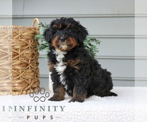 Bernedoodle (Miniature) Puppy for sale in NARVON, PA, USA