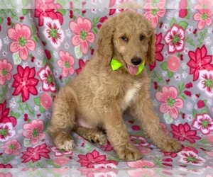 Goldendoodle Puppy for sale in LANCASTER, PA, USA