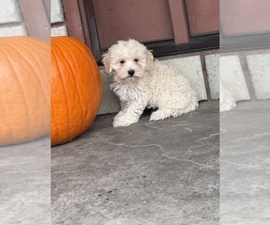 Poo-Ton (Toy) Puppy for sale in CANOGA, NY, USA