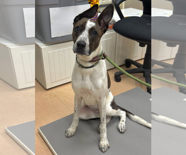 Medium Photo #2 Mutt Puppy For Sale in Rockaway, NJ, USA