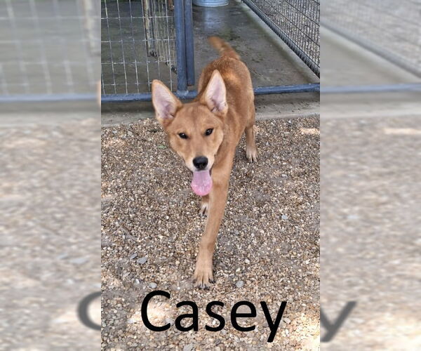 Medium Photo #7 Red Heeler-Unknown Mix Puppy For Sale in Mountain View, AR, USA