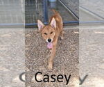 Small #6 Red Heeler Mix