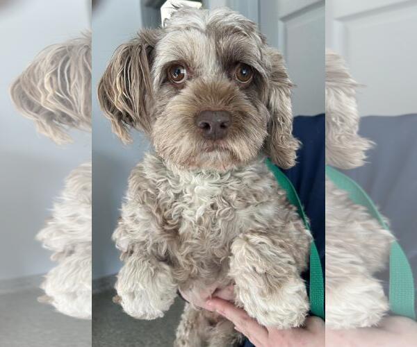 Medium Photo #8 Cock-A-Poo Puppy For Sale in Westminster, MD, USA