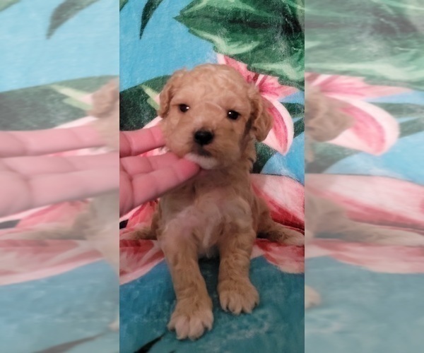 Medium Photo #14 Cockapoo Puppy For Sale in PIONEER, CA, USA