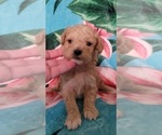 Small Photo #14 Cockapoo Puppy For Sale in PIONEER, CA, USA