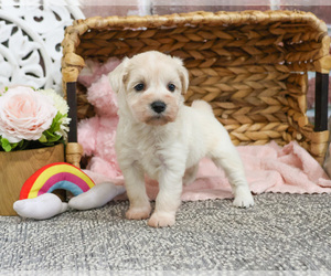 Schnauzer (Miniature) Puppy for sale in SYRACUSE, IN, USA