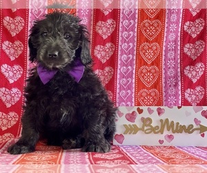Goldendoodle (Miniature) Puppy for sale in LANCASTER, PA, USA