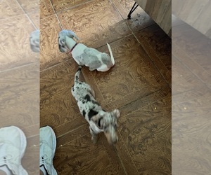 Dachshund Puppy for sale in CABOT, AR, USA