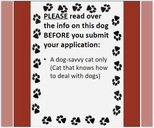 Medium Photo #4 Miniature Pinscher-Unknown Mix Puppy For Sale in Fargo, ND, USA