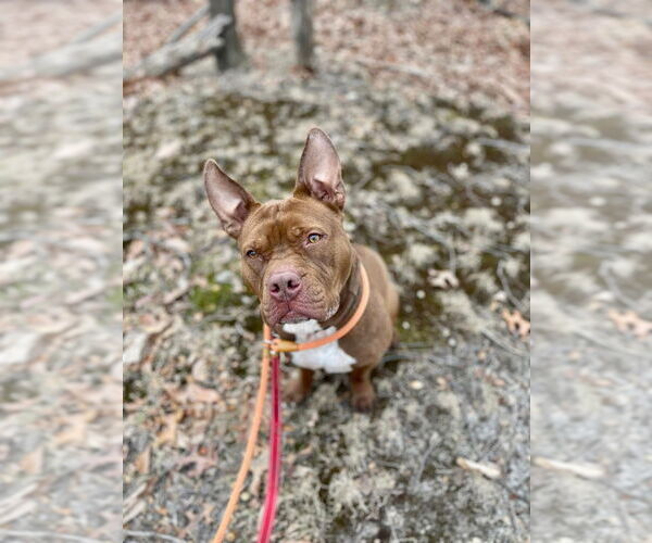 Medium Photo #7 American Staffordshire Terrier-Unknown Mix Puppy For Sale in Sayreville, NJ, NJ, USA