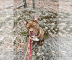 Small #6 American Staffordshire Terrier Mix
