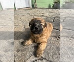 Small #2 Soft Coated Wheaten Terrier