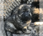 Small Photo #11 German Shepherd Dog Puppy For Sale in CHARLOTTESVILLE, VA, USA