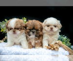 Image preview for Ad Listing. Nickname: Litter of 7