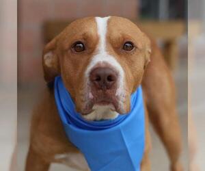 American Staffordshire Terrier Dogs for adoption in San Antonio, TX, USA