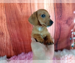 Cane Corso Puppy for sale in CARTHAGE, TX, USA