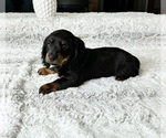 Small Photo #4 Dachshund Puppy For Sale in GREENFIELD, IN, USA