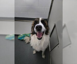 Saint Bernard Dogs for adoption in Glen Allen, VA, USA