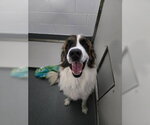 DA 43 Benedict - Male Saint Bernard Dog for Adoption - Small photo