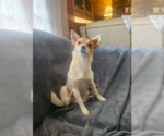 Small #4 Chihuahua Mix