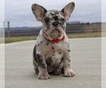 Small Photo #5 French Bulldog Puppy For Sale in FRESNO, OH, USA