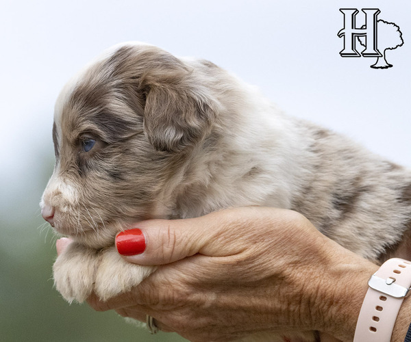 Medium Photo #2 Aussiedoodle Puppy For Sale in ELLENBORO, NC, USA