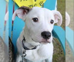 Small #6 Mountain Cur Mix