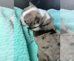 Small Photo #39 Boston Terrier Puppy For Sale in TULARE, CA, USA