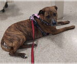 Small #2 Mutt