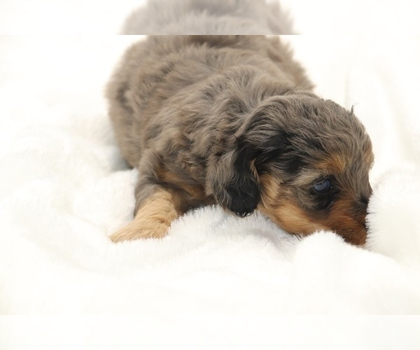 Medium Photo #7 Cockapoo Puppy For Sale in RIPLEY, TN, USA