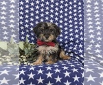 Small Photo #1 YorkiePoo Puppy For Sale in LINCOLN UNIVERSITY, PA, USA