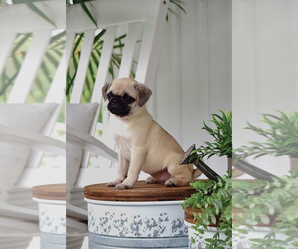 Medium Photo #3 Pug Puppy For Sale in HARTLY, DE, USA